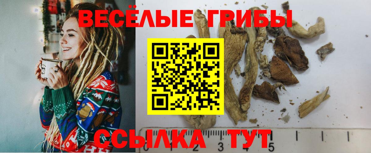 Заводоуковск  Галлюциногенные грибы Cubensis  Вход с VPN  Галлюциногенные грибы Psilocybine cubensis 